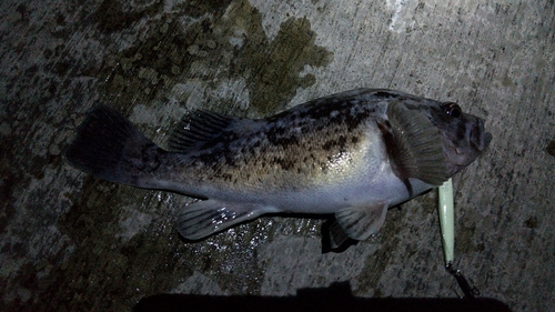 クロソイの釣果