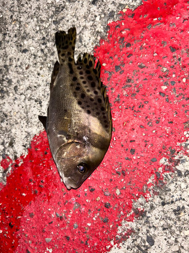 コショウダイの釣果