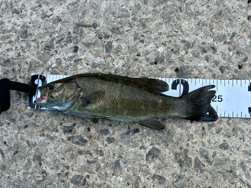 スモールマウスバスの釣果