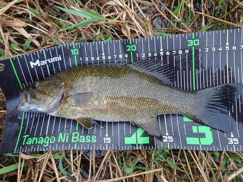 スモールマウスバスの釣果