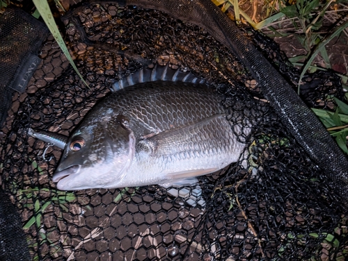 キビレの釣果