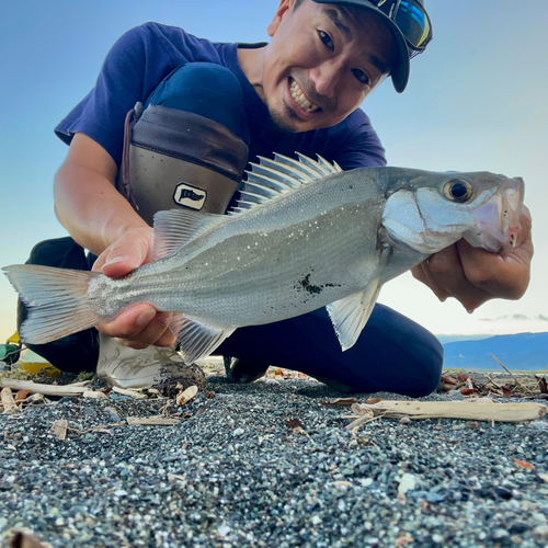 セイゴ（ヒラスズキ）の釣果