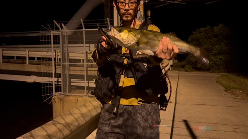 フッコ（マルスズキ）の釣果