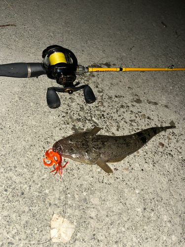 マゴチの釣果