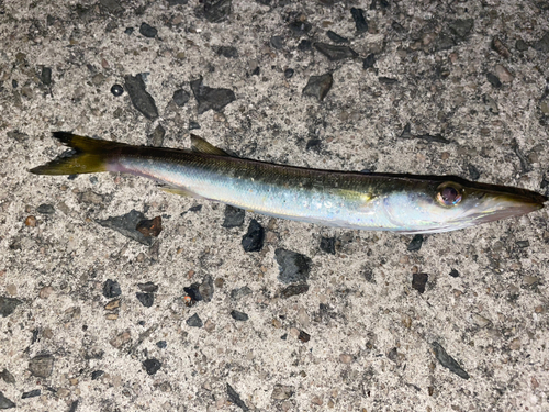 カマスの釣果