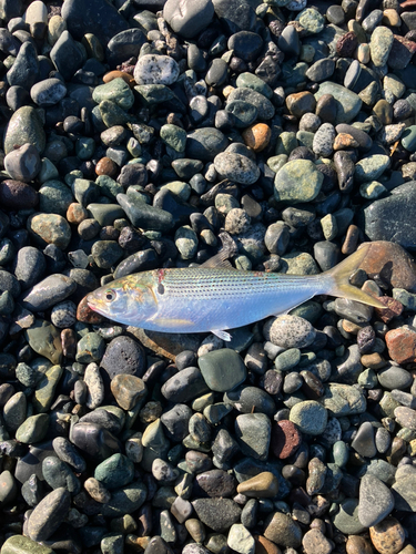 コノシロの釣果