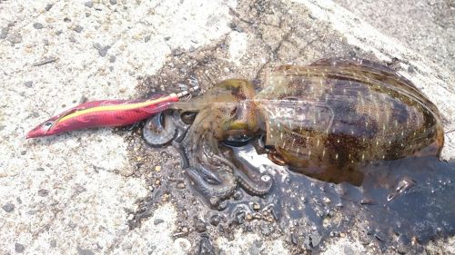 ミズイカの釣果