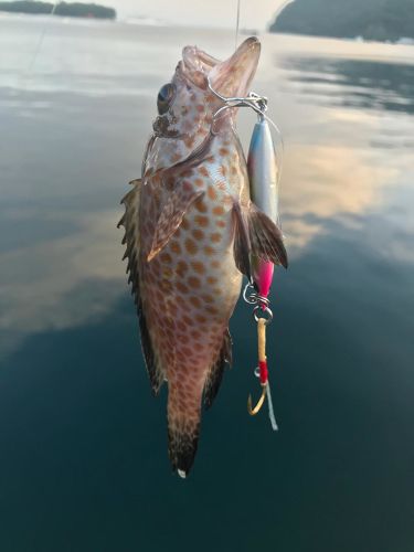 オオモンハタの釣果