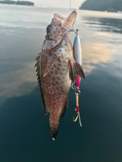 オオモンハタの釣果