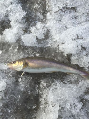 コマイの釣果