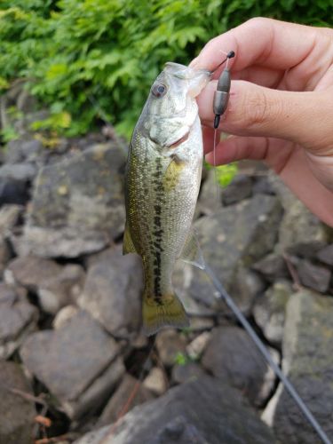 ラージマウスバスの釣果