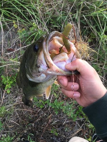 ブラックバスの釣果