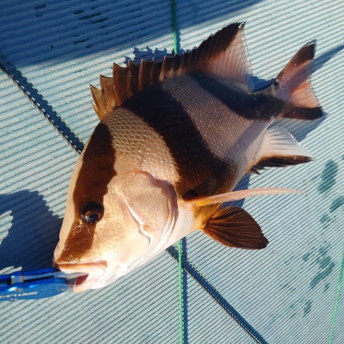 センネンダイの釣果