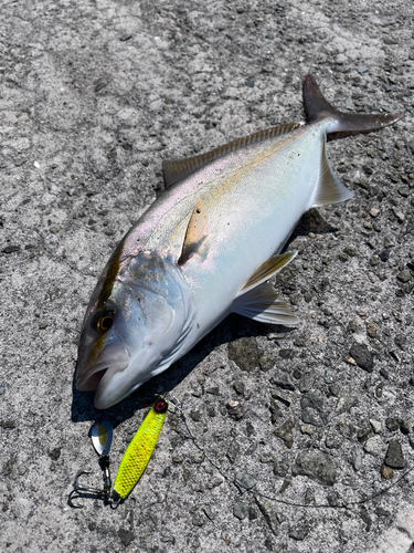 シオの釣果