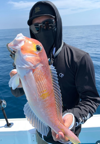 アマダイの釣果