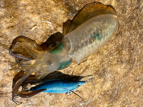 アオリイカの釣果