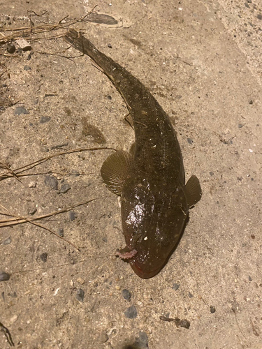 マゴチの釣果