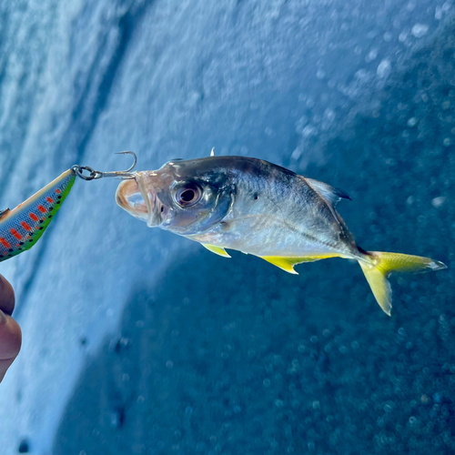 ギンガメアジの釣果