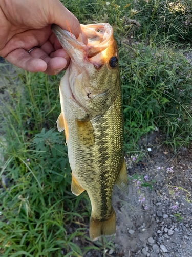 ラージマウスバスの釣果