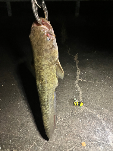 マナマズの釣果