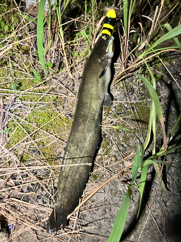 マナマズの釣果