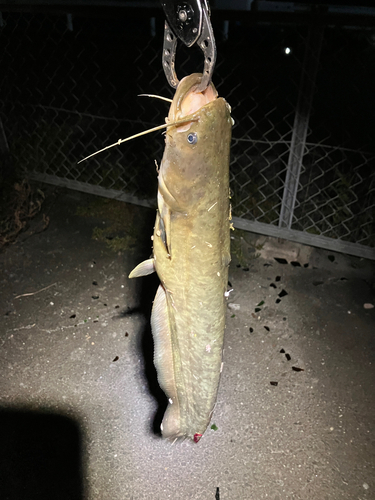 マナマズの釣果