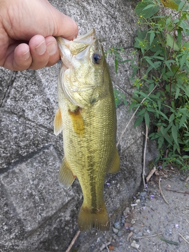 ラージマウスバスの釣果