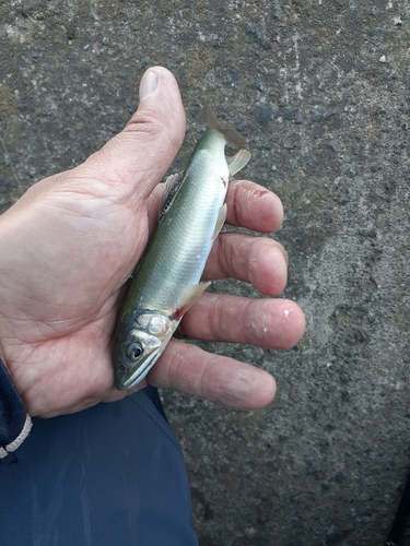 アユの釣果