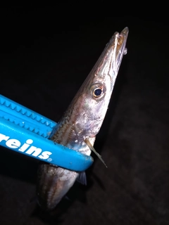 カマスの釣果