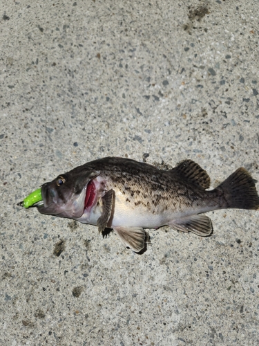 クロソイの釣果