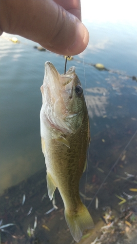 ラージマウスバスの釣果