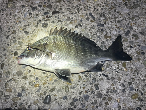 チヌの釣果