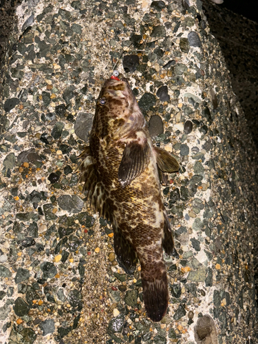 タケノコメバルの釣果