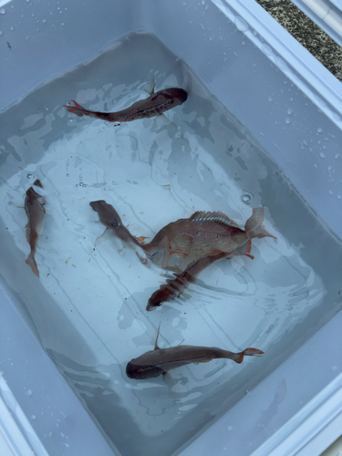 チダイの釣果