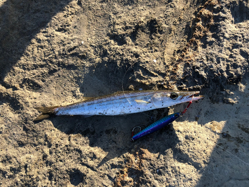 カマスの釣果