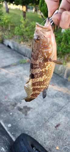 アコウの釣果