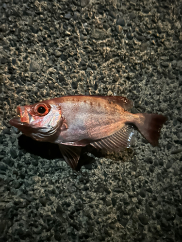 ゴマヒレキントキの釣果