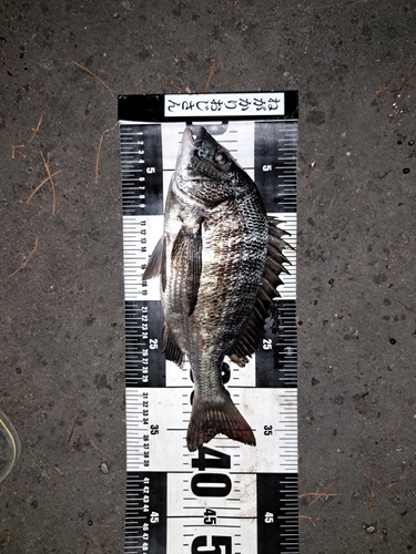 クロダイの釣果