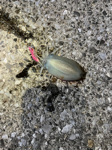 コウイカの釣果