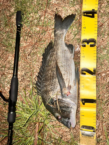 クロダイの釣果