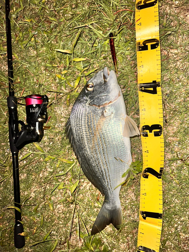 ヘダイの釣果