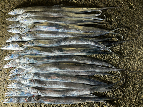 タチウオの釣果