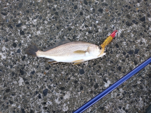 イシモチの釣果