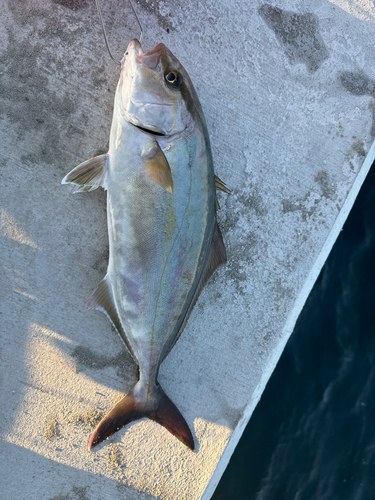 ショゴの釣果