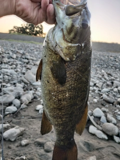 スモールマウスバスの釣果