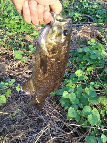 スモールマウスバスの釣果