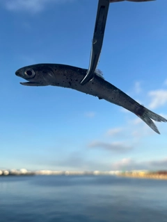 イワシの釣果