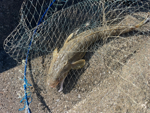 マゴチの釣果