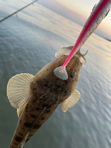 マゴチの釣果