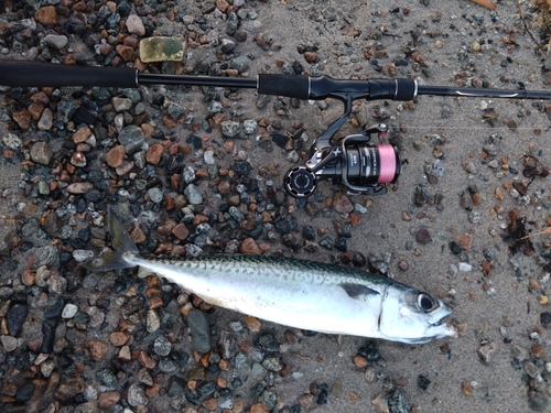 サバの釣果